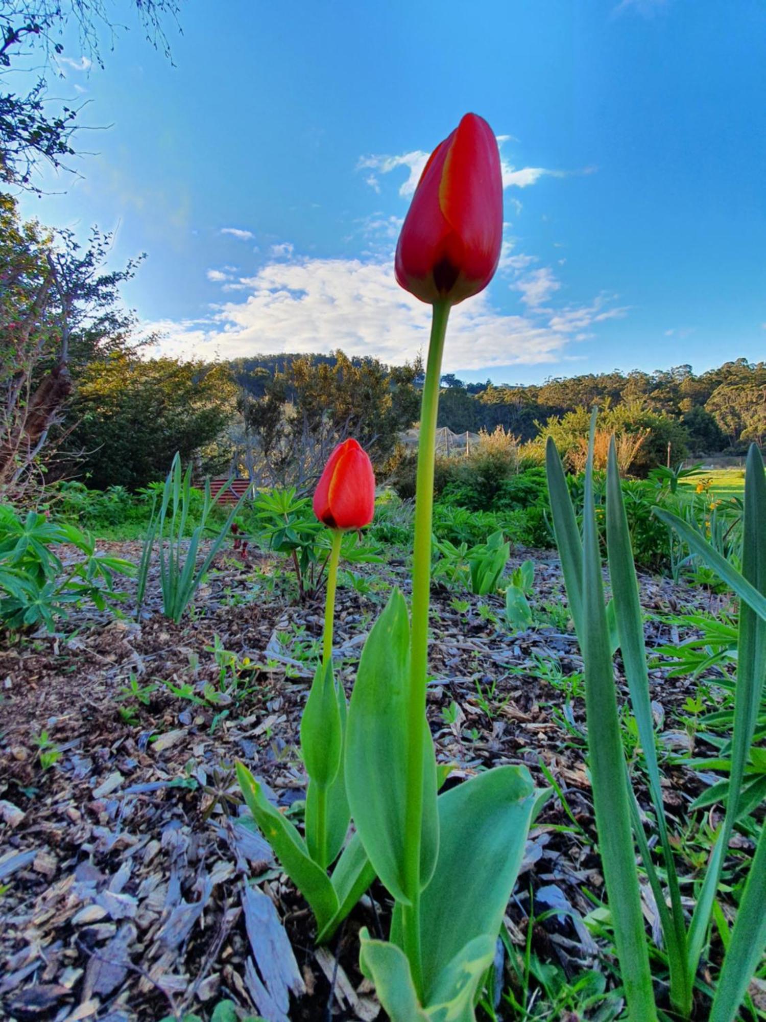 Hamlet Downs Country Accommodation Fentonbury ภายนอก รูปภาพ