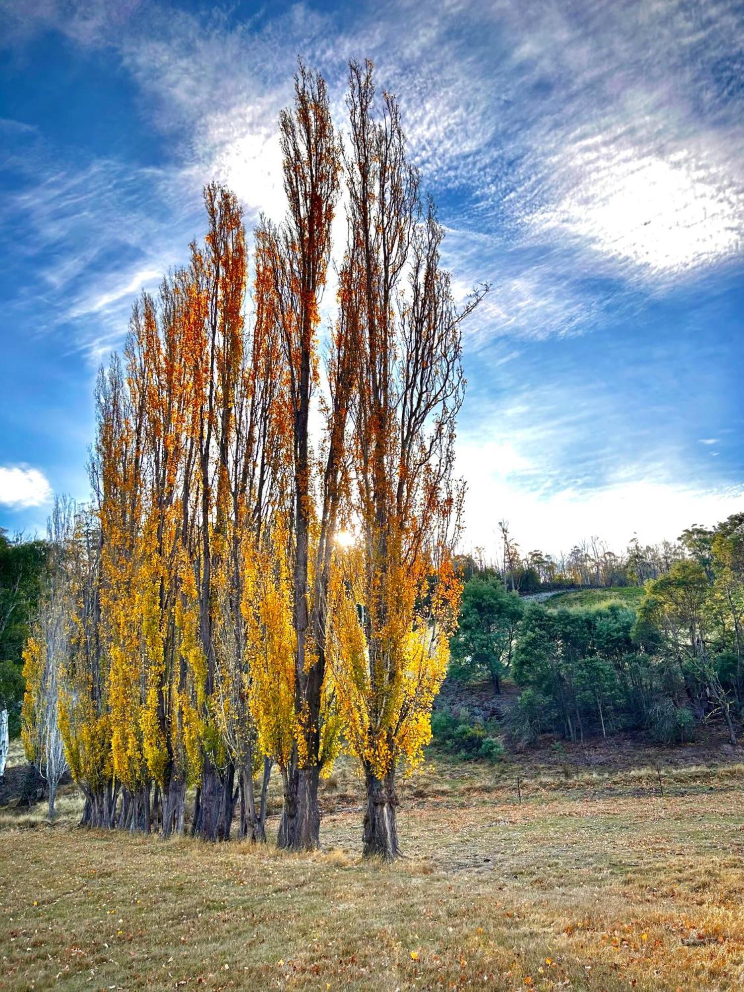 Hamlet Downs Country Accommodation Fentonbury ภายนอก รูปภาพ