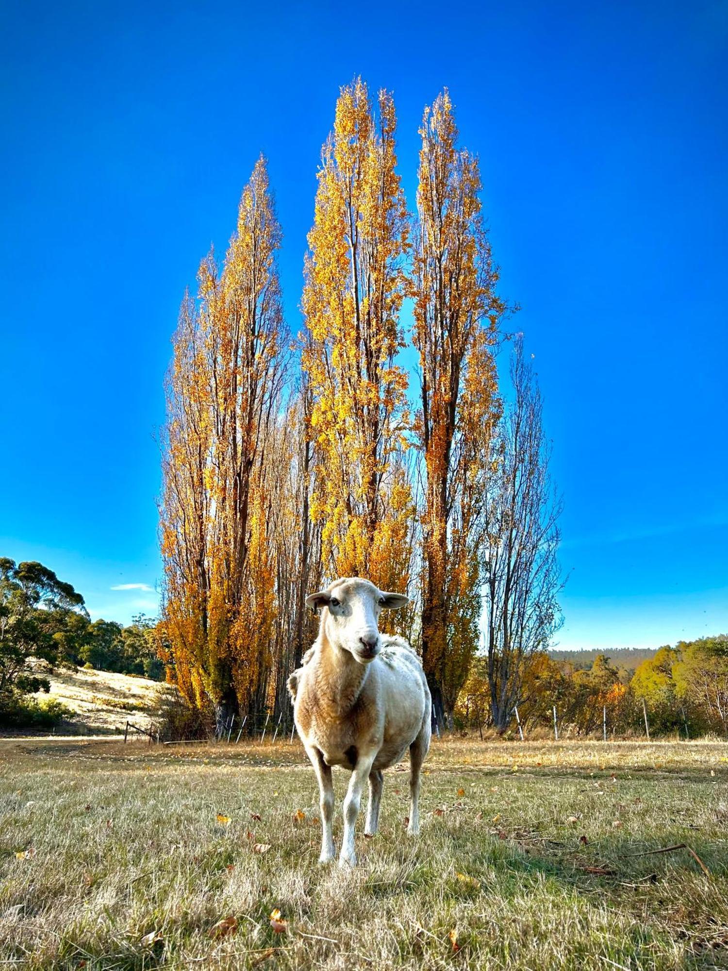 Hamlet Downs Country Accommodation Fentonbury ภายนอก รูปภาพ