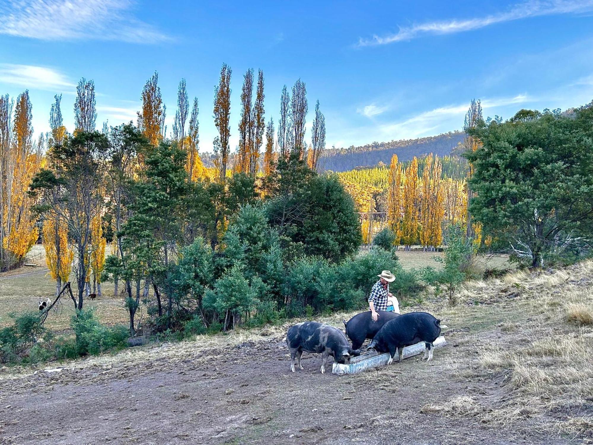 Hamlet Downs Country Accommodation Fentonbury ภายนอก รูปภาพ