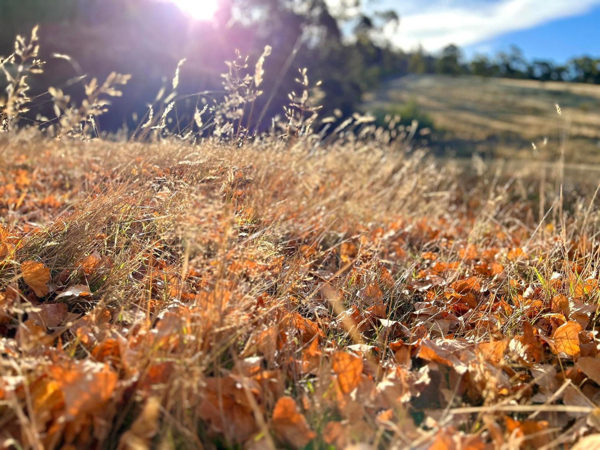 Hamlet Downs Country Accommodation Fentonbury ภายนอก รูปภาพ