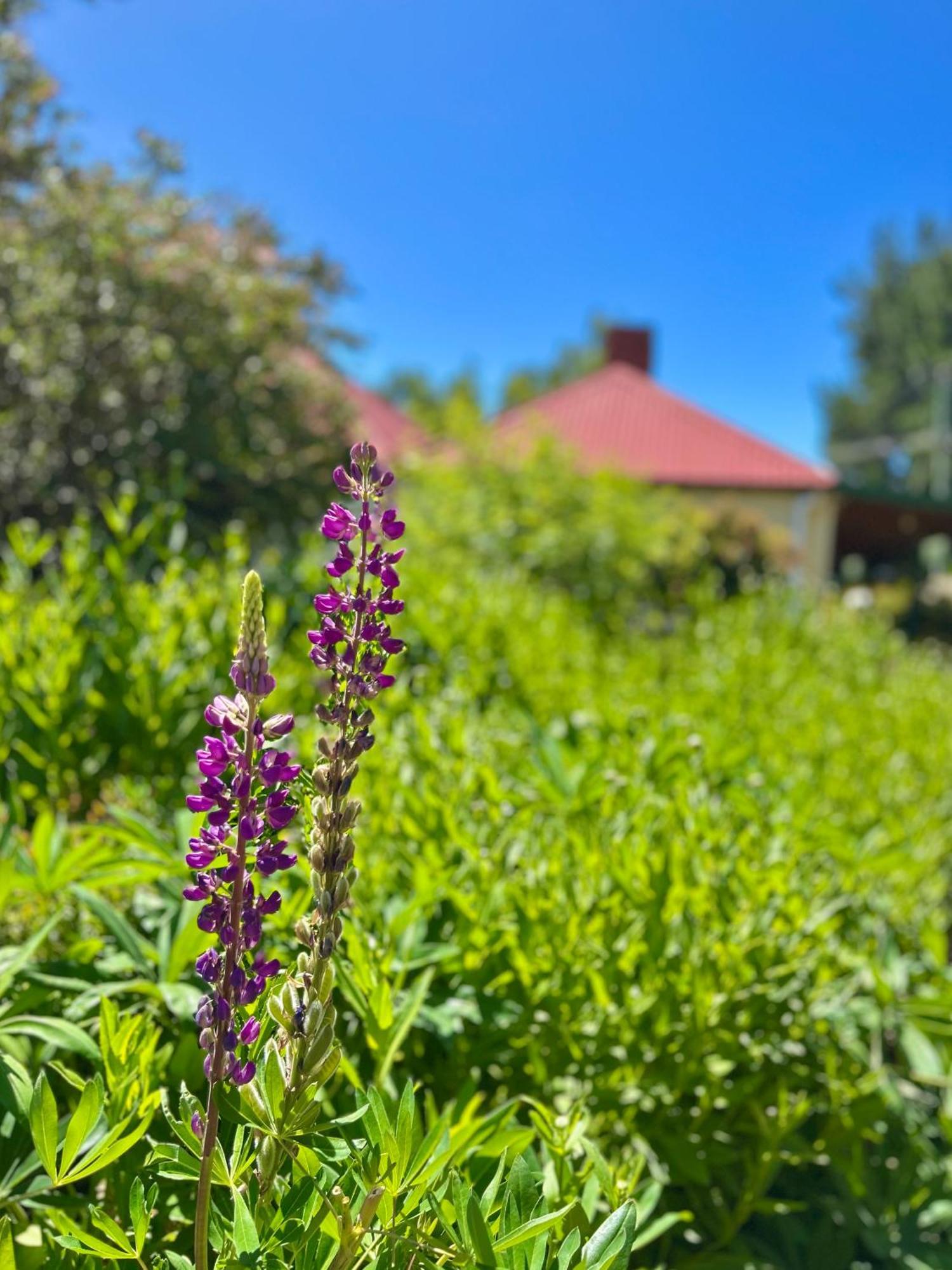 Hamlet Downs Country Accommodation Fentonbury ภายนอก รูปภาพ